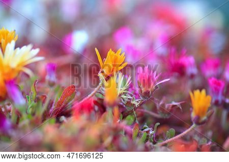 Blooming Colorful Dorotheanthus Bellidiformis