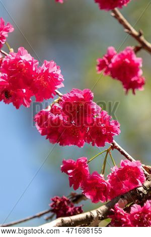 Beautiful Yae Sakura Cherry Blossom Blooming In Taiwan.