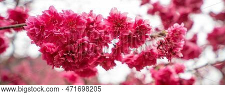 Beautiful Yae Sakura Cherry Blossom Blooming In Taiwan.