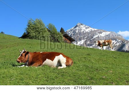 Fleckvieh bovini nell'Oberland Bernese