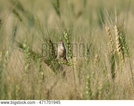 Prinia Bird In The Wheat Farm In The Afternoon In Rajkot,gujarat,india 23-02-2023 12:20 P.m.