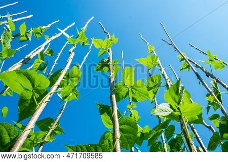 Bean Bushes Striving Up The Retaining Poles