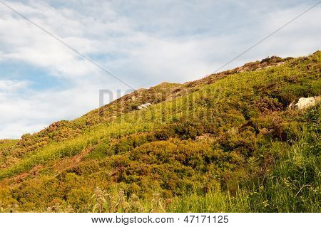 Howth - Wild Hillside
