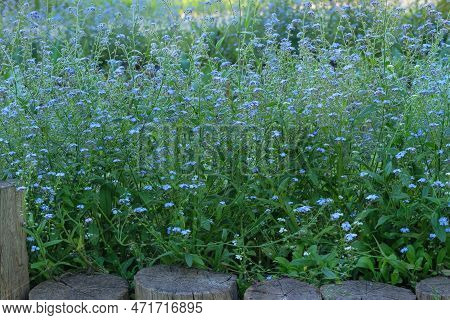 Blue Alpine Flowers On A Green Glade In Spring. Wild Meadow In Mountains. Forget-me-not Myosotis Sco