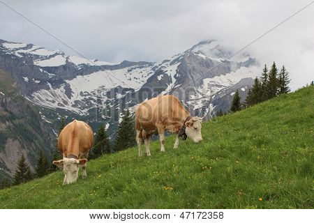 Pasoucí se krávy Simmental
