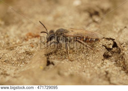 Natural Closeup On A Female Red-bellied Miner Solitary Bee, Andrena Ventralis Sitting On The Ground