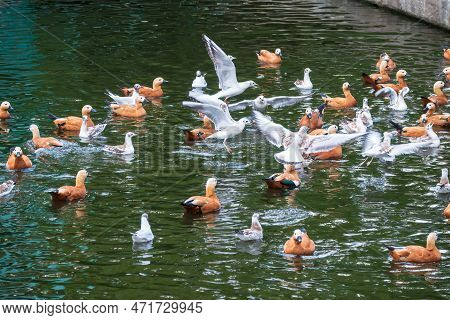 A Flock Of Shelducks And Seagulls Swim In The Water. Group Of Common Shelducks, Tadorna Tadorna, And