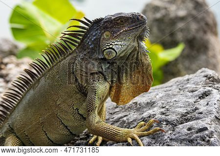 Iguana Is A Lizard Reptile In The Iguana In The Iguana Family. And In The Subfamily Iguanidae.
