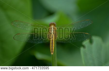 Dragonfly Sitting On A Stick, Red Dragonfly Sitting On Dry Tree Stick, Dragonfly Sitting On Stick In