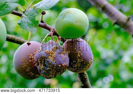 Clasterosporium. Fungal Disease Of Plums Close Up