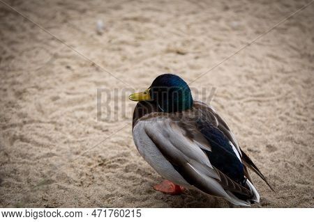 Cute Wooden Duck Resting On The Sand