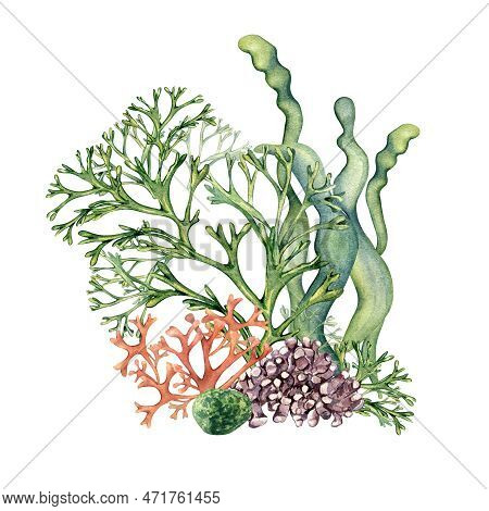 Composition Of Colorful Sea Plants Watercolor Illustration Isolated On White.