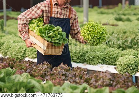 Businessperson Or Farmer Checking Hydroponic Soilless Vegetable In Nursery Farm. Business And Organi