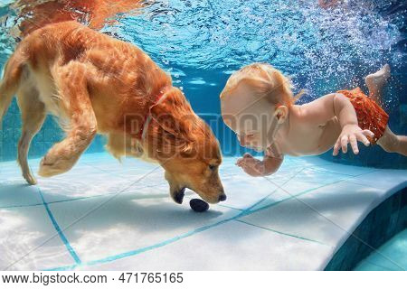 Funny Little Child Play With Fun And Train Golden Labrador Retriever Puppy In Swimming Pool, Jump An