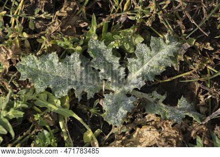 The Acanthoides Carduus L. - Roadside Thistle Leaves Of Spring.