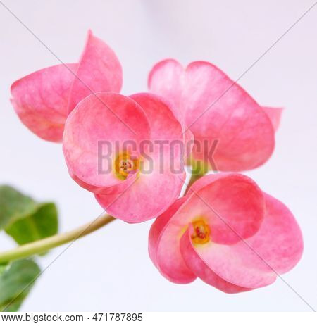 Beautiful Pink Crown Of Thorns Flower Isolated On White Background. Tropical Flowers , Selective Foc