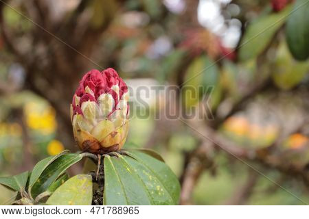 Rhododendron Arboreum Subsp. Flower Bud Of Rhododendron Arboreum, Ericaceae. Beautiful Red Flower On