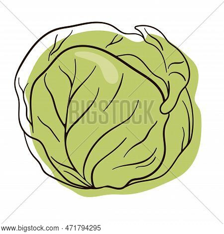 Cabbage In Line Art Style. Fresh And Healthy Food. Vegetarian Nutrition. Organic Ingredient For Sala
