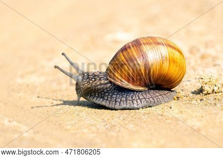 Brown Garden Snail (helix Aspersa) сreeps On The Sand