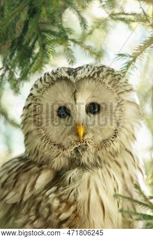 Portrait The Tawny Owl, The Common Owl, Strix Aluco Is A Medium-sized Bird From The Owl Family, An I