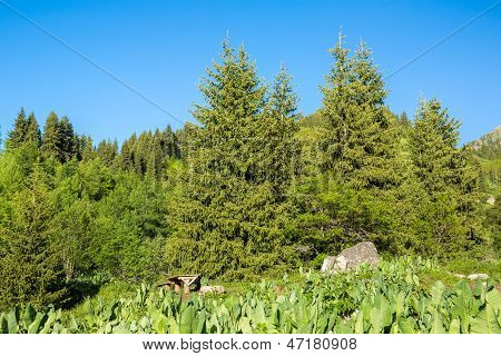Natura: Alberi verdi e cielo blu In Chimbulak Almaty, Kazakistan