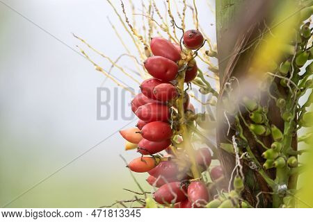 Red Fruits Of A Wild Areca Palm, Areca Triandra