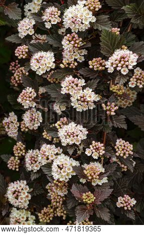 A Ninebark Shrub Flowers In Exuberence In Late Spring At An Arboretum In Dupage County, Illinois
