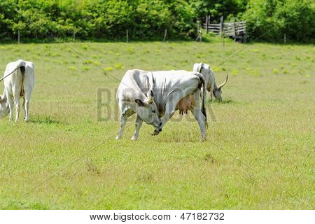 Hungarian Grey Cattle