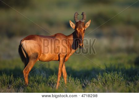 Hartebeest rojo