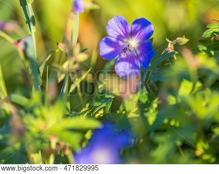 Blue And Purple Flowers Of Geranium Wallichianum. Summer Or Spring Flower Background.
