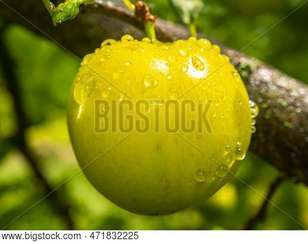 Plum Fruit Berry With Rain Water Drops. Yellow Plum. Orchard. Gardening. Summer Season. Place For Te