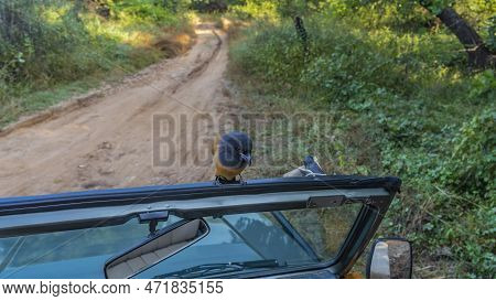 A Curious Bird Rufous Treepie Perched On The Windshield Of An Suv. Front View. Bright Orange-black P
