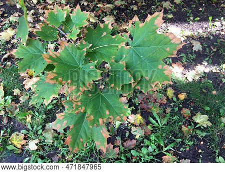 Maple. A Small Maple Tree With Sore Leaves. Green Maple Leaves Are Covered With Yellow Spots. Top Vi