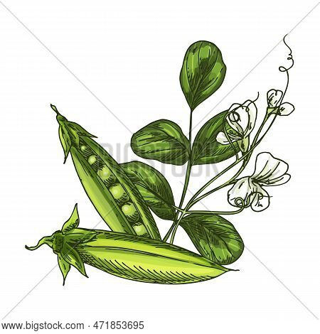Vector Sketch Of Peas In Pod. Cartoon Isolated Legume. Hand Drawn Illustration Of Natural And Health