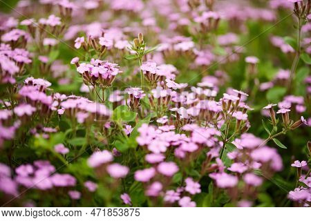 Pink Saponaria Ocymoides In Sunny Spring Day