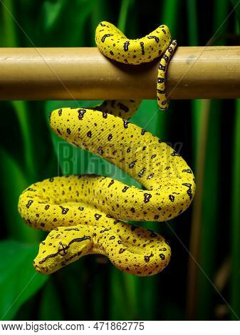 Snake In Nature On Tree Dangerous And Beautiful