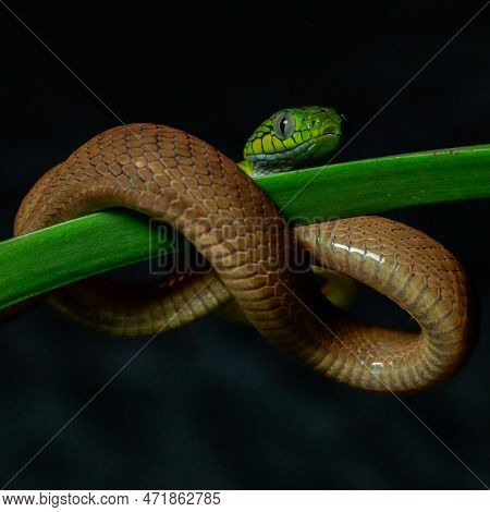 Snake In Nature On Tree Dangerous And Beautiful