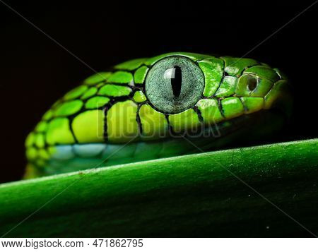 Snake In Nature On Tree Dangerous And Beautiful