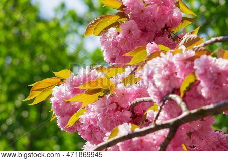 Pink Blossom Of Saura In The Garden. Greeting Card Background
