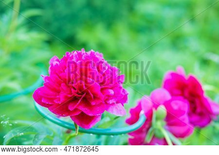 Red Peony Albiflora. Paeonia Officinalis Command Performance In The Garden.big Magenta Colored Flowe