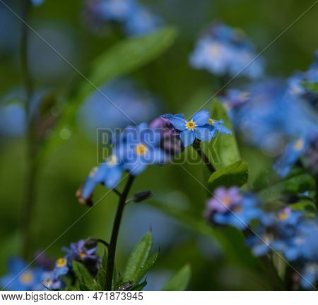 Blue Forget-me-not Closeup Flowers Flora Spring Saarland Nature Outdoor