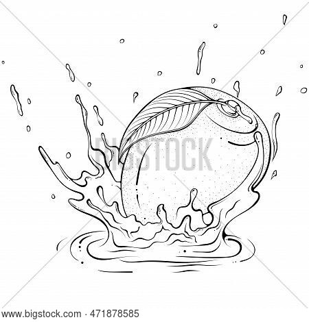 Whole Mango With Juice Or Water Splash. Liquid Drops. Vector Illustration In Hand Drawn Sketch Doodl