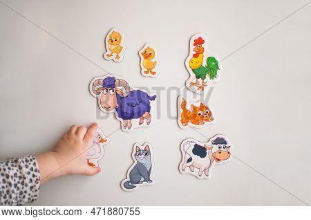 The Child's Hand Reaches For The Magnets With The Image Of Animals.