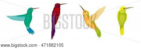 Colorful Hummingbird Species With Long Beak Fluttering With Bright Wings Vector Set
