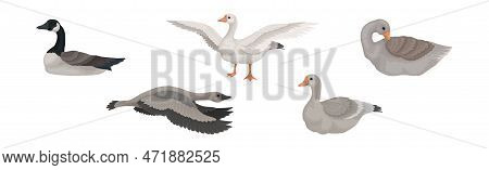 Goose White And Grey Domestic And Wild Birds Vector Set