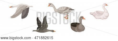 Goose White And Grey Domestic And Wild Birds Vector Set