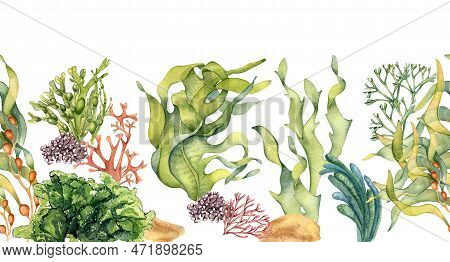 Seamless Banner Of Colorful Sea Plants Watercolor Illustration Isolated On White.