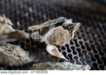 Grilled Fresh Oyster In Taiwan, Famous Street Food.