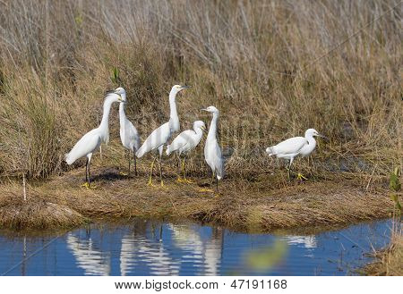 Snowy Egret Confab