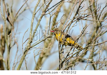 Женский Baltimore Oriole